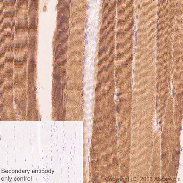 Immunohistochemistry (Formalin/PFA-fixed paraffin-embedded sections) - Anti-SERCA1 ATPase antibody [EPR28061-7] - BSA and Azide free (ab314661), expandable thumbnail