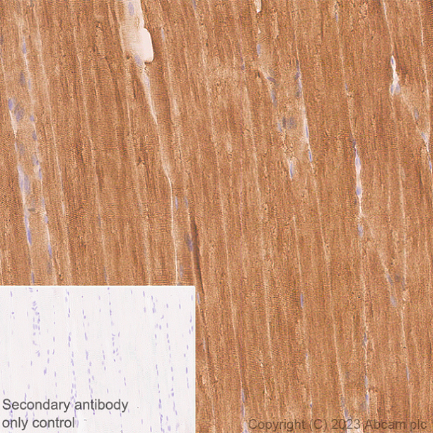 Immunohistochemistry (Formalin/PFA-fixed paraffin-embedded sections) - Anti-SERCA1 ATPase antibody [EPR28061-7] - BSA and Azide free (ab314661), expandable thumbnail