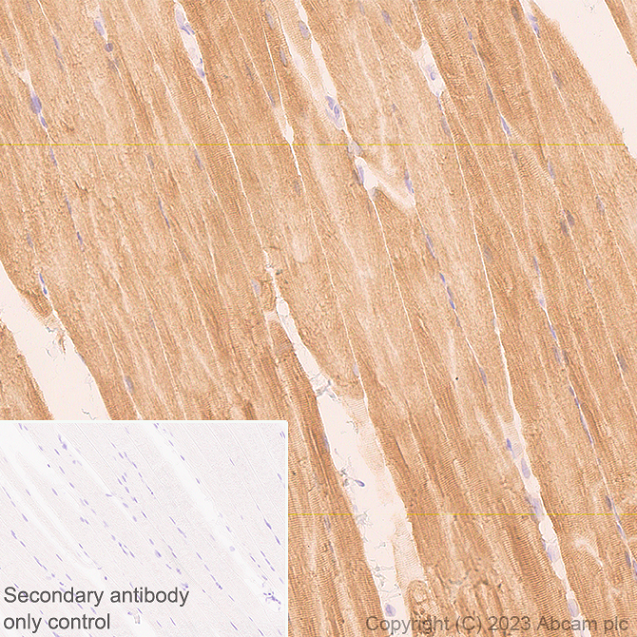 Immunohistochemistry (Formalin/PFA-fixed paraffin-embedded sections) - Anti-SERCA1 ATPase antibody [EPR28061-7] - BSA and Azide free (ab314661), expandable thumbnail