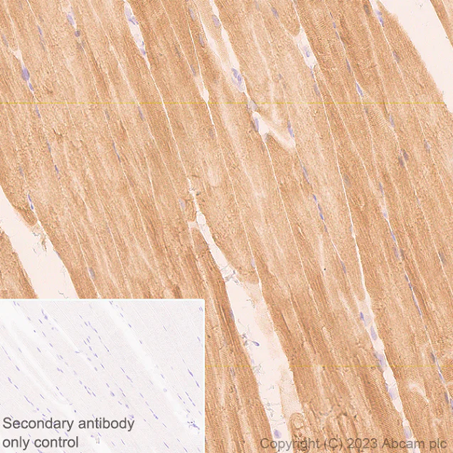 Immunohistochemistry (Formalin/PFA-fixed paraffin-embedded sections) - Anti-SERCA1 ATPase antibody [EPR28061-7] - BSA and Azide free (AB314661)
