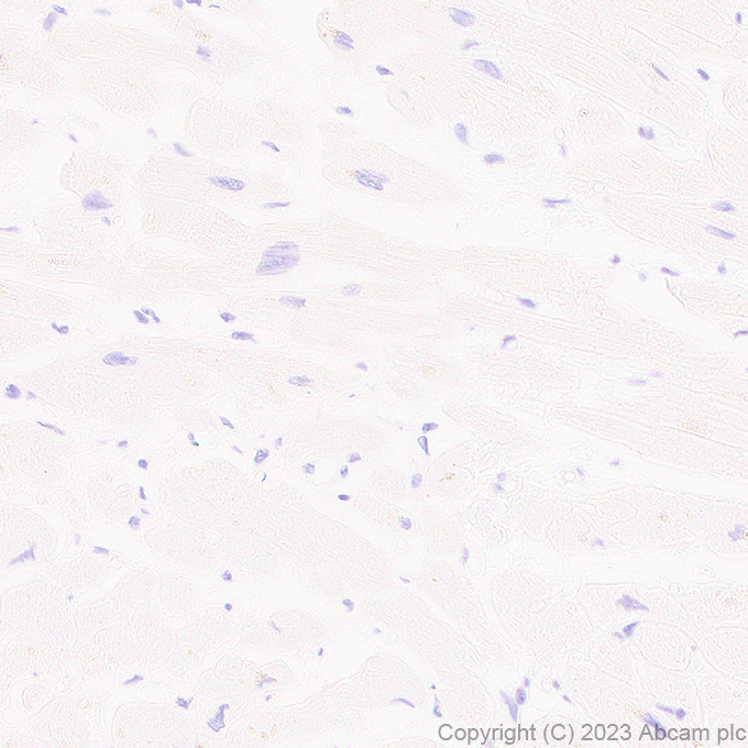 Immunohistochemistry (Formalin/PFA-fixed paraffin-embedded sections) - Anti-SERCA1 ATPase antibody [EPR28061-7] - BSA and Azide free (ab314661), expandable thumbnail