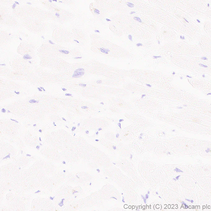 Immunohistochemistry (Formalin/PFA-fixed paraffin-embedded sections) - Anti-SERCA1 ATPase antibody [EPR28061-7] - BSA and Azide free (AB314661)