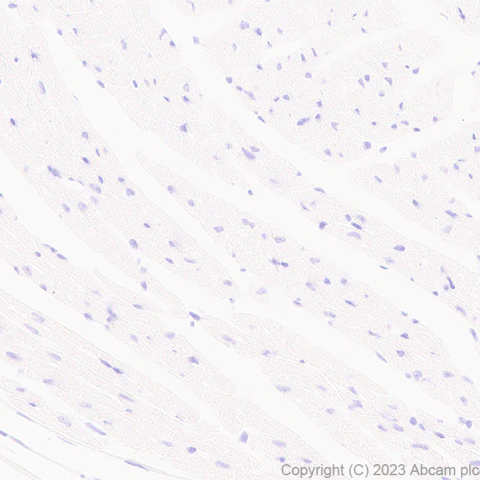 Immunohistochemistry (Formalin/PFA-fixed paraffin-embedded sections) - Anti-SERCA1 ATPase antibody [EPR28061-7] - BSA and Azide free (AB314661)