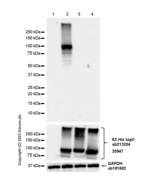 Western blot - Anti-SERCA1 ATPase antibody [EPR28061-7] - BSA and Azide free (AB314661)