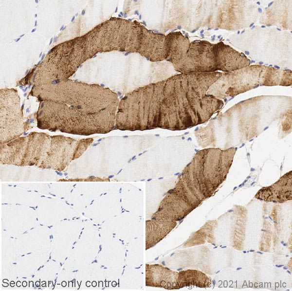 Immunohistochemistry (Formalin/PFA-fixed paraffin-embedded sections) - Anti-SERCA1 ATPase antibody [VE121G9] (AB2819), expandable thumbnail