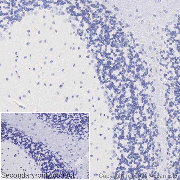 Immunohistochemistry (Formalin/PFA-fixed paraffin-embedded sections) - Anti-SERCA1 ATPase antibody [VE121G9] (ab2819), expandable thumbnail