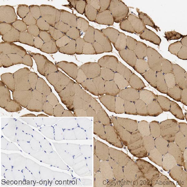 Immunohistochemistry (Formalin/PFA-fixed paraffin-embedded sections) - Anti-SERCA1 ATPase antibody [VE121G9] (AB2819), expandable thumbnail