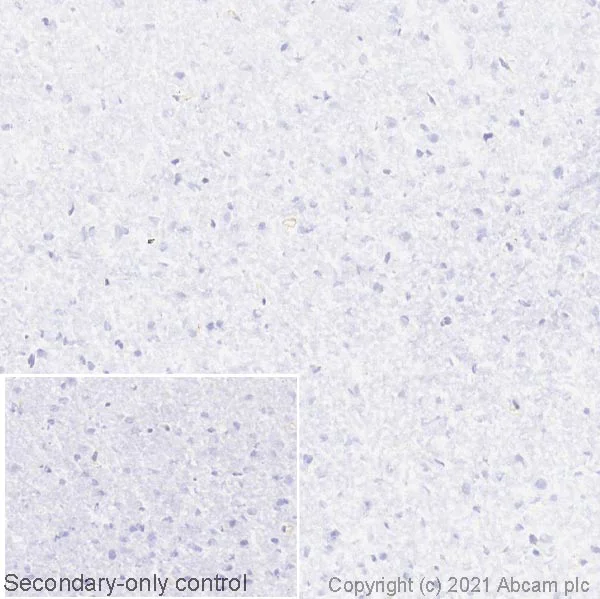 Immunohistochemistry (Frozen sections) - Anti-SERCA1 ATPase antibody [VE121G9] (AB2819)