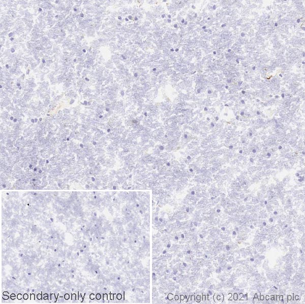 Immunohistochemistry (Frozen sections) - Anti-SERCA1 ATPase antibody [VE121G9] (ab2819), expandable thumbnail