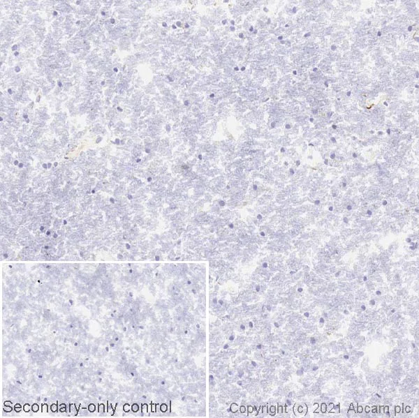 Immunohistochemistry (Frozen sections) - Anti-SERCA1 ATPase antibody [VE121G9] (AB2819)
