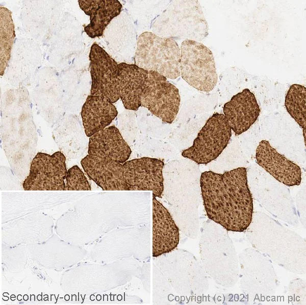 Immunohistochemistry (Frozen sections) - Anti-SERCA1 ATPase antibody [VE121G9] (AB2819)