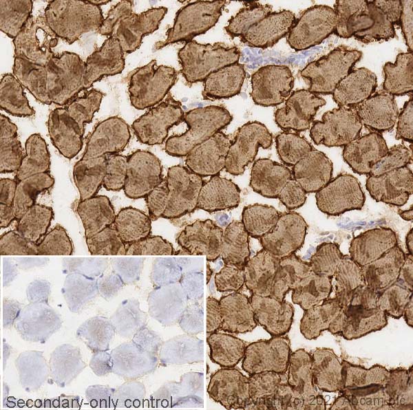 Immunohistochemistry (Frozen sections) - Anti-SERCA1 ATPase antibody [VE121G9] (AB2819), expandable thumbnail