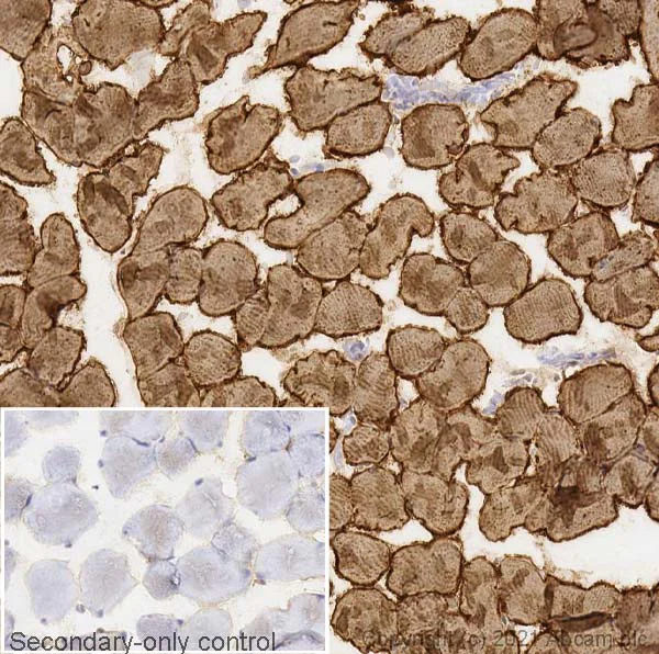Immunohistochemistry (Frozen sections) - Anti-SERCA1 ATPase antibody [VE121G9] (AB2819)