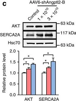 Western blot - Anti-SERCA2 ATPase antibody (AB3625)