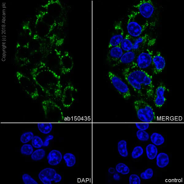 Immunocytochemistry/ Immunofluorescence - Anti-SERCA2 ATPase antibody [EPR9392] (AB150435)
