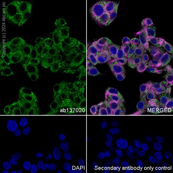 Immunocytochemistry/ Immunofluorescence - Anti-SERCA2 ATPase antibody [EPR9393] - BSA and Azide free (AB240095), expandable thumbnail