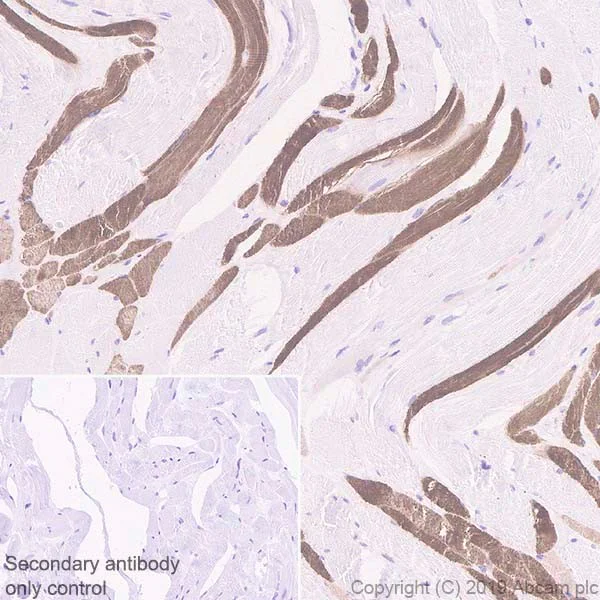 Immunohistochemistry (Formalin/PFA-fixed paraffin-embedded sections) - Anti-SERCA2 ATPase antibody [IID8] - BSA and Azide free (AB255960)