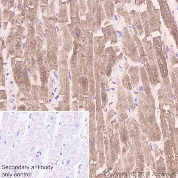 Immunohistochemistry (Formalin/PFA-fixed paraffin-embedded sections) - Anti-SERCA2 ATPase antibody [IID8] - BSA and Azide free (AB255960)