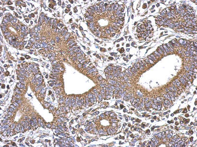 Immunohistochemistry (Formalin/PFA-fixed paraffin-embedded sections) - Anti-SERCA3 ATPase antibody - N-terminal (AB154259)