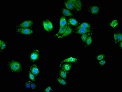 Immunocytochemistry/ Immunofluorescence - Anti-SERINC1 antibody (AB236894)