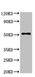 Western blot - Anti-SERINC1 antibody (AB236894)