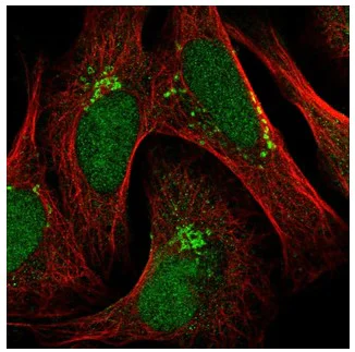 Immunocytochemistry/ Immunofluorescence - Anti-SERINC5 antibody (AB204400)