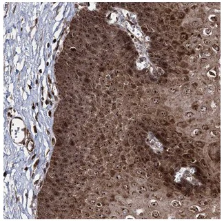 Immunohistochemistry (Formalin/PFA-fixed paraffin-embedded sections) - Anti-SERINC5 antibody (AB204400)