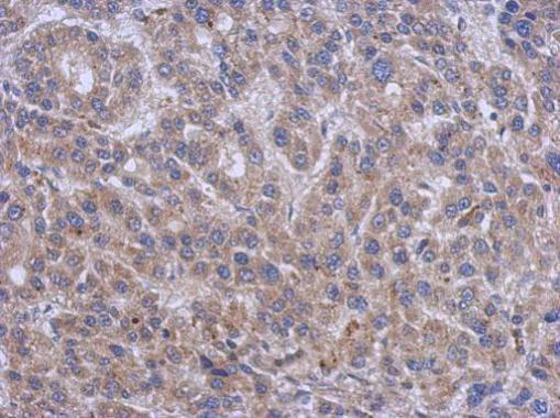 Immunohistochemistry (Formalin/PFA-fixed paraffin-embedded sections) - Anti-Serine Palmitoyltransferase antibody (AB229330)