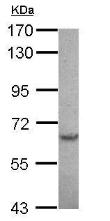 Western blot - Anti-Serine Palmitoyltransferase antibody (AB229330)