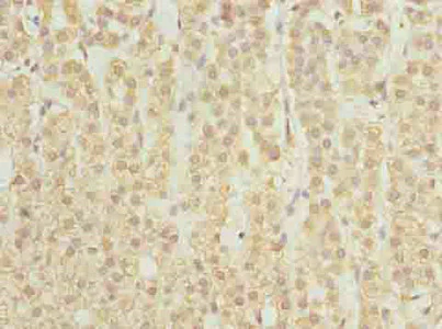Immunohistochemistry (Formalin/PFA-fixed paraffin-embedded sections) - Anti-Serine Palmitoyltransferase antibody (AB236900)