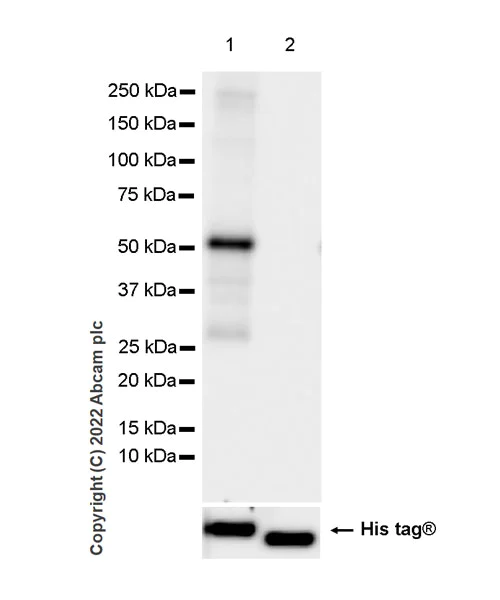 Western blot - Anti-Serine Palmitoyltransferase antibody [EPR26954-39] (AB307432)