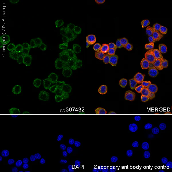 Immunocytochemistry/ Immunofluorescence - Anti-Serine Palmitoyltransferase antibody [EPR26954-39] - BSA and Azide free (AB307433)