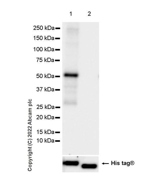 Western blot - Anti-Serine Palmitoyltransferase antibody [EPR26954-39] - BSA and Azide free (AB307433), expandable thumbnail