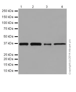 Western blot - Anti-Serine racemase antibody [EPR16682] - BSA and Azide free (AB251323)