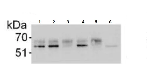 Immunoprecipitation - Anti-Serine/threonine-protein kinase 4/MST-1 antibody (AB264127)