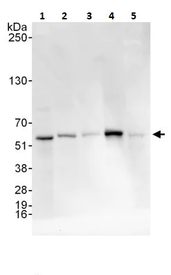 Western blot - Anti-Serine/threonine-protein kinase 4/MST-1 antibody (AB264127)