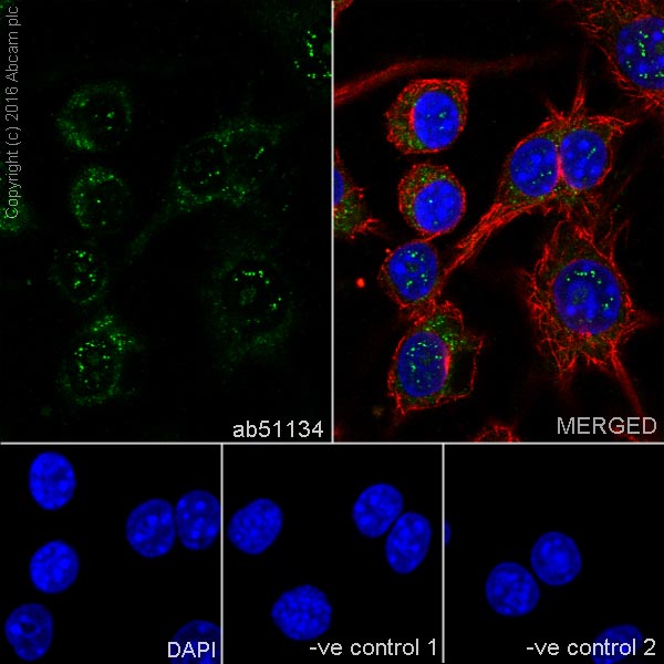 Immunocytochemistry/ Immunofluorescence - Anti-Serine/threonine-protein kinase 4/MST-1 antibody [EP1465Y] (ab51134), expandable thumbnail