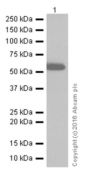 Western blot - Anti-Serine/threonine-protein kinase 4/MST-1 antibody [EP1465Y] (ab51134), expandable thumbnail