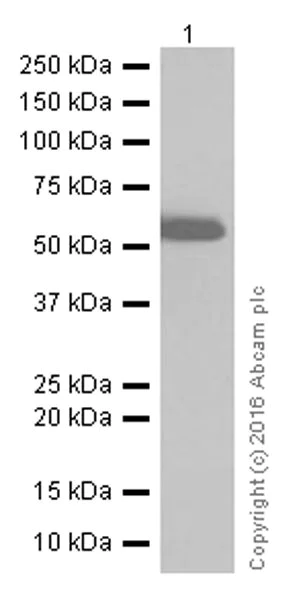 Western blot - Anti-Serine/threonine-protein kinase 4/MST-1 antibody [EP1465Y] (AB51134)