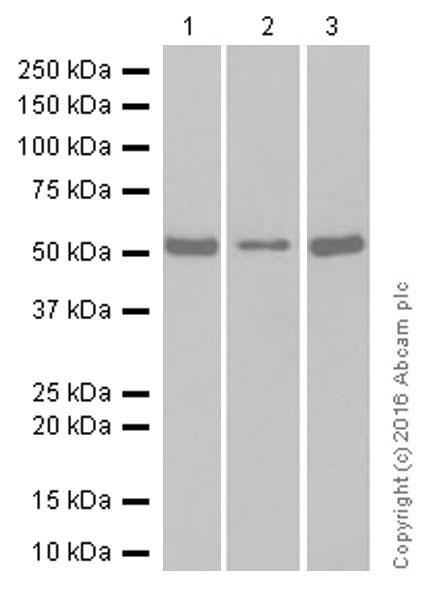 Western blot - Anti-Serine/threonine-protein kinase 4/MST-1 antibody [EP1465Y] (AB51134), expandable thumbnail