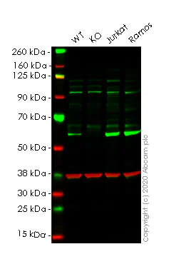 Western blot - Anti-Serine/threonine-protein kinase 4/MST-1 antibody [EP1465Y] (AB51134)
