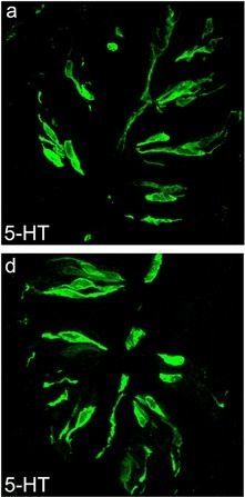Immunohistochemistry (Frozen sections) - Anti-Serotonin antibody (AB66047)