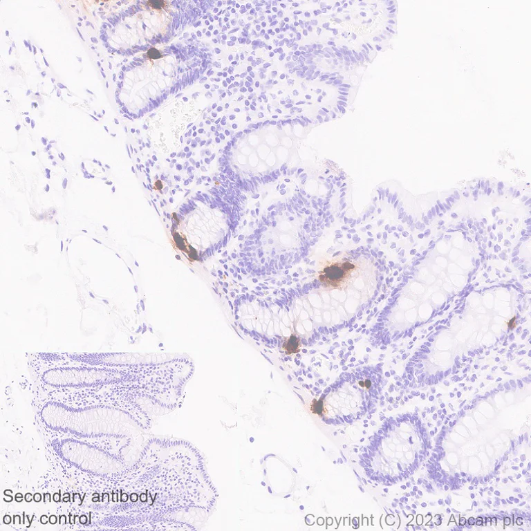 Immunohistochemistry (Formalin/PFA-fixed paraffin-embedded sections) - Anti-Serotonin antibody [EPR24431-201] (AB315150)