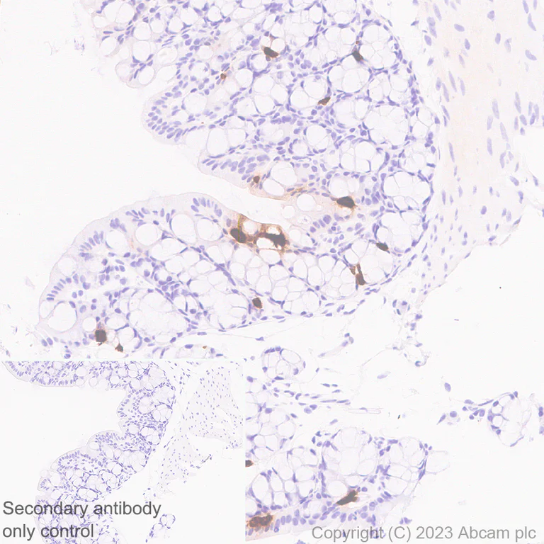 Immunohistochemistry (Formalin/PFA-fixed paraffin-embedded sections) - Anti-Serotonin antibody [EPR24431-201] (AB315150)