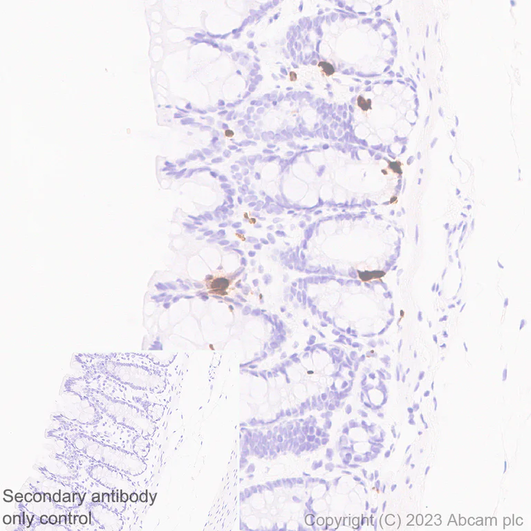 Immunohistochemistry (Formalin/PFA-fixed paraffin-embedded sections) - Anti-Serotonin antibody [EPR24431-201] (AB315150)