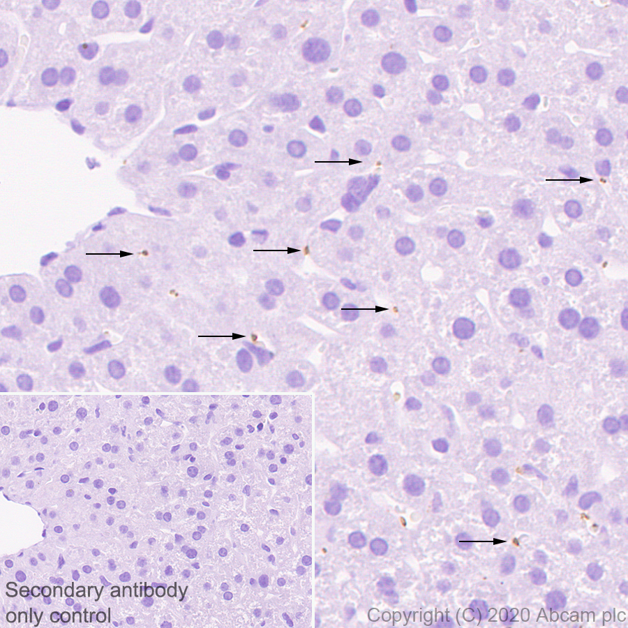 Immunohistochemistry (Formalin/PFA-fixed paraffin-embedded sections) - Anti-Serotonin transporter antibody [EPR23530-3] (AB254358), expandable thumbnail