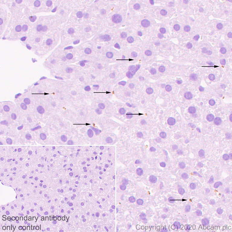 Immunohistochemistry (Formalin/PFA-fixed paraffin-embedded sections) - Anti-Serotonin transporter antibody [EPR23530-3] (AB254358)