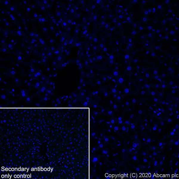 Immunohistochemistry (Frozen sections) - Anti-Serotonin transporter antibody [EPR23530-3] - BSA and Azide free (AB275094)