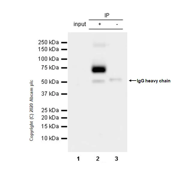 Immunoprecipitation - Anti-Serotonin transporter antibody [EPR23530-3] - BSA and Azide free (AB275094)