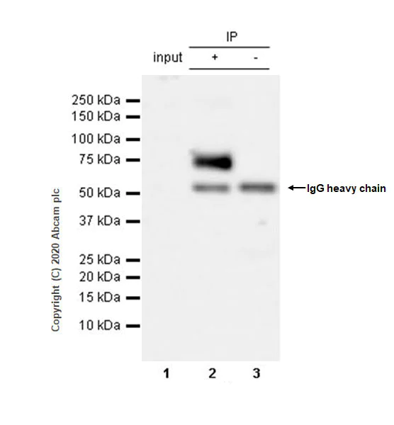Immunoprecipitation - Anti-Serotonin transporter antibody [EPR23530-3] - BSA and Azide free (AB275094)